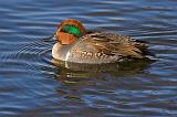 Green-winged Teal_52346